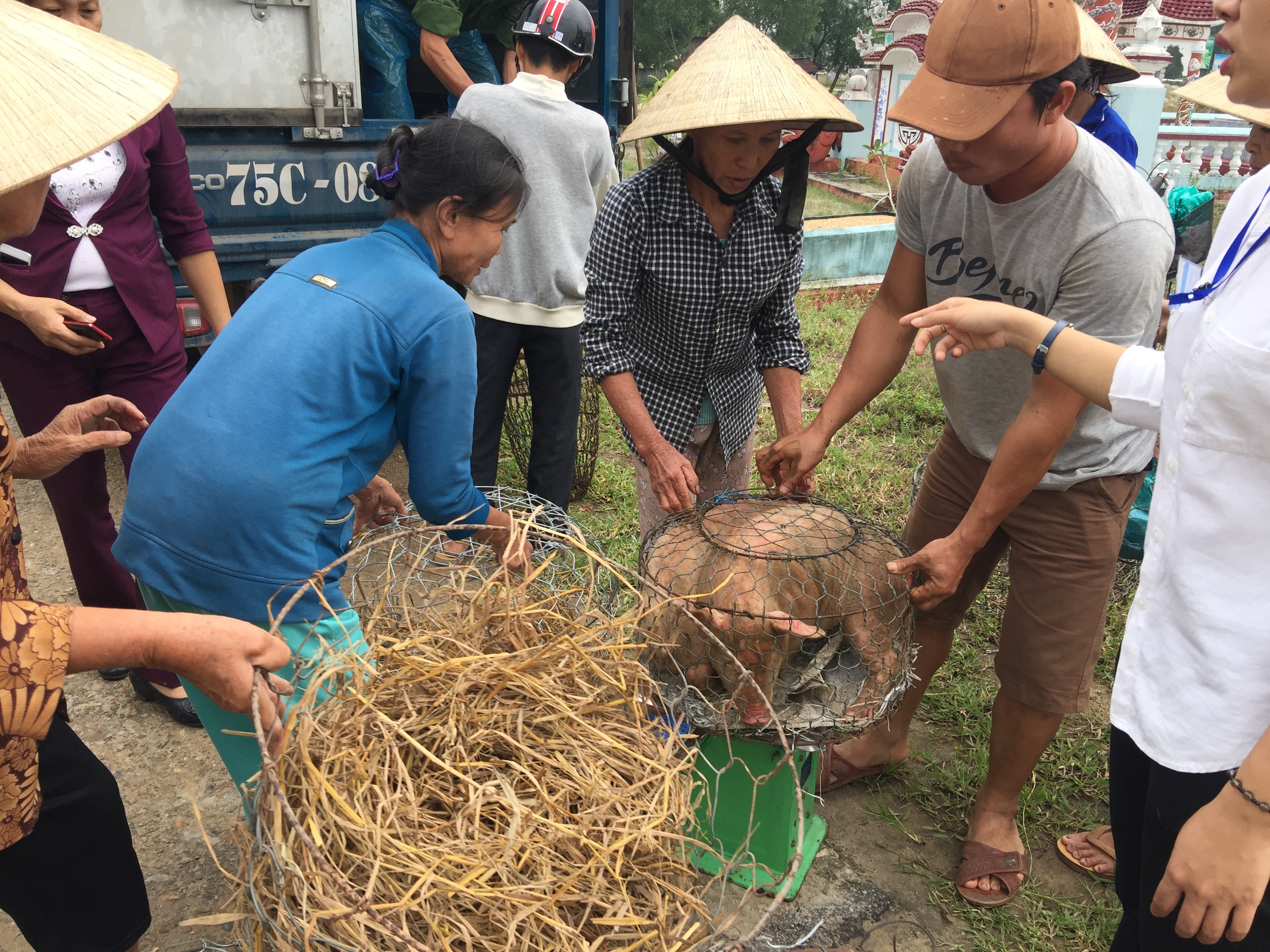 Mỗi hộ đặc biệt khó khăn được hỗ trợ 02 con lợn giống